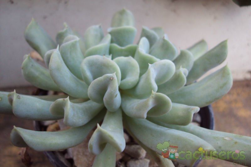 A photo of Echeveria runyonii cv. Topsy turvy 