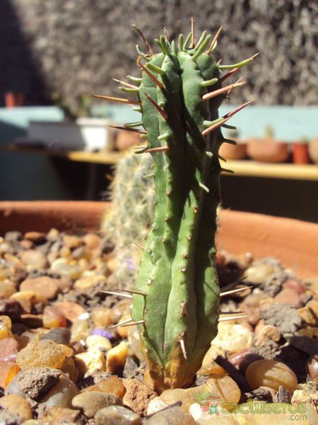Una foto de Euphorbia submamillaris