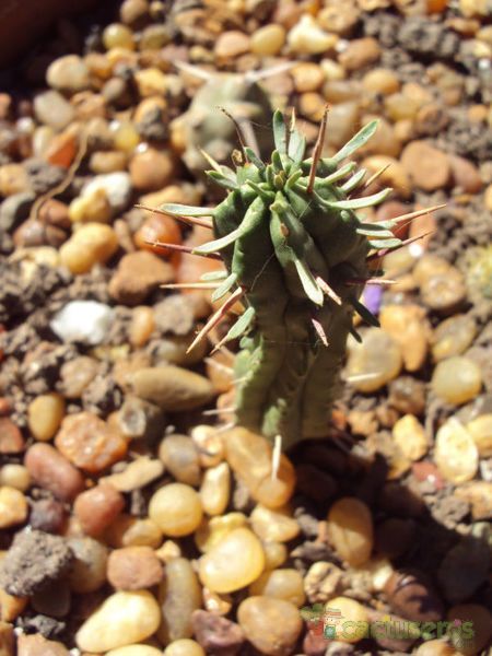 Una foto de Euphorbia submamillaris