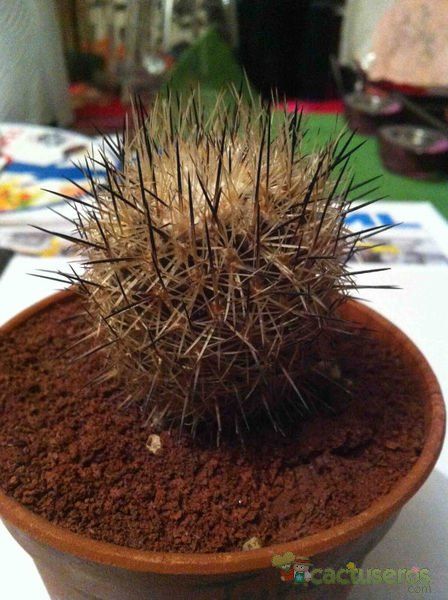Una foto de Echinomastus unguispinus subsp. durangensis