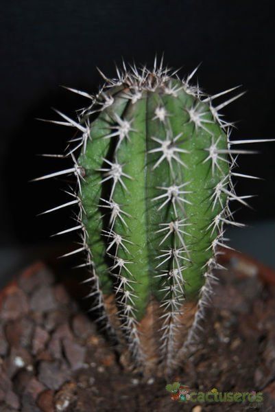 A photo of Pachycereus pecten-aboriginum