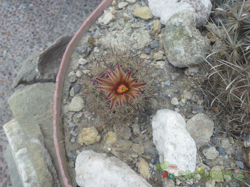 A photo of Escobaria emskoetteriana