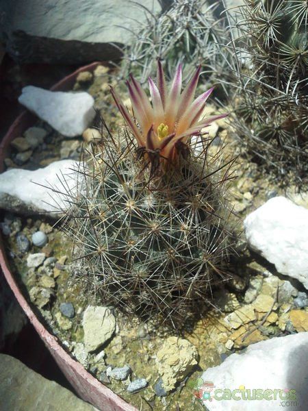 A photo of Escobaria emskoetteriana