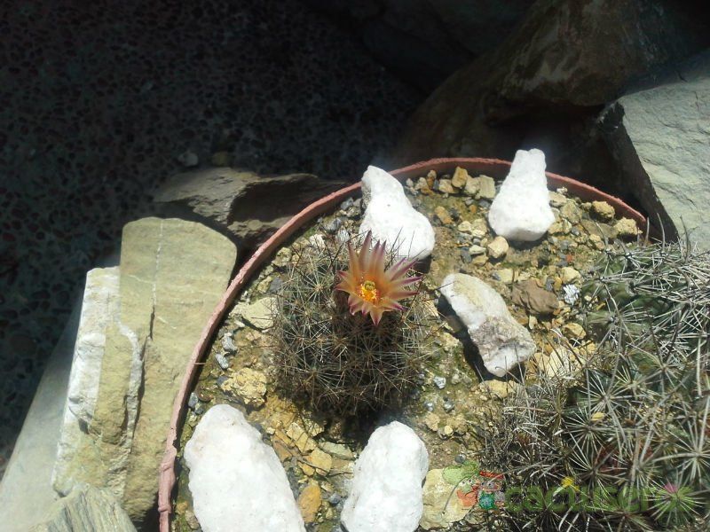 A photo of Escobaria emskoetteriana