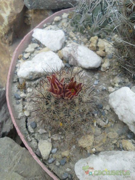 A photo of Escobaria emskoetteriana