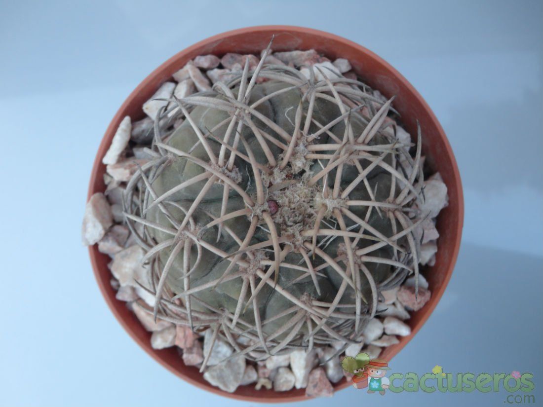 A photo of Gymnocalycium spegazzinii