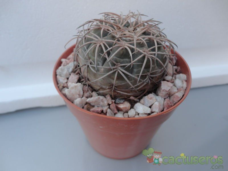 A photo of Gymnocalycium spegazzinii