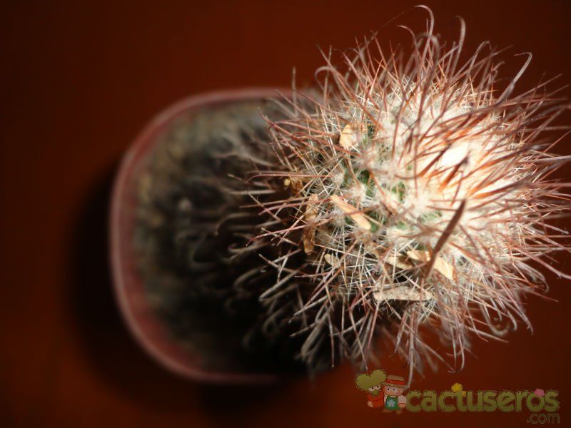 Una foto de Parodia microsperma subsp. horrida