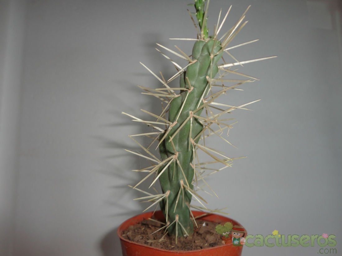 A photo of Cylindropuntia tunicata