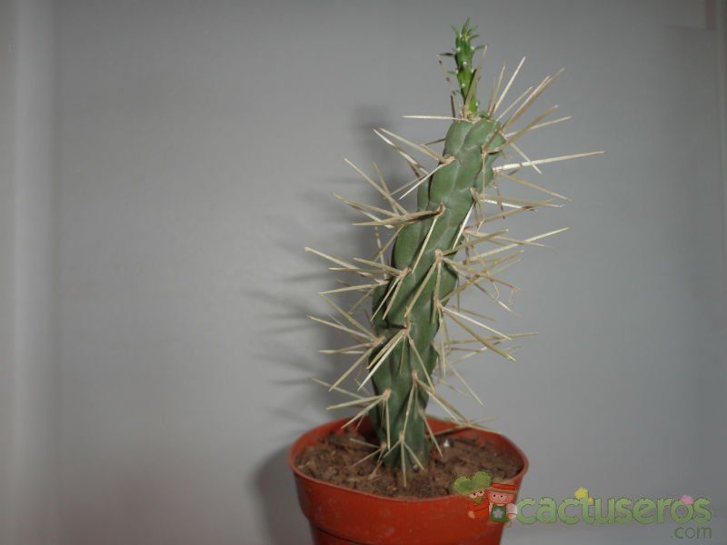 A photo of Cylindropuntia tunicata