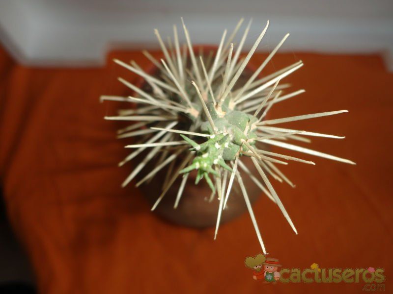 A photo of Cylindropuntia tunicata
