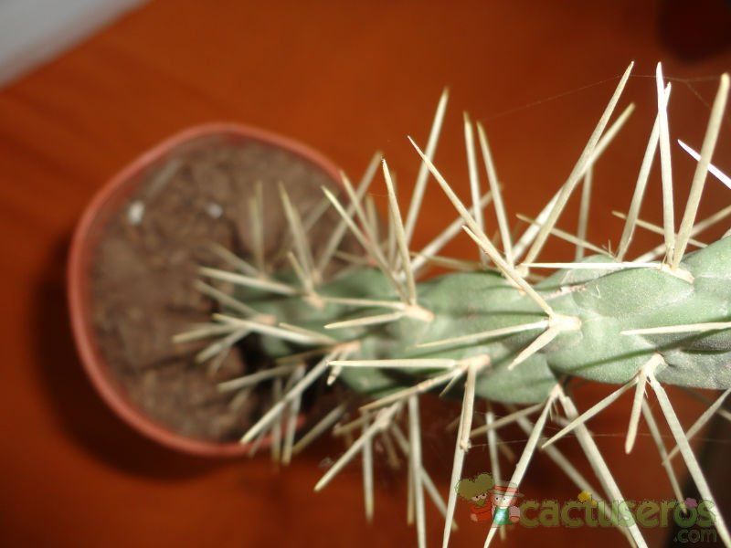 A photo of Cylindropuntia tunicata
