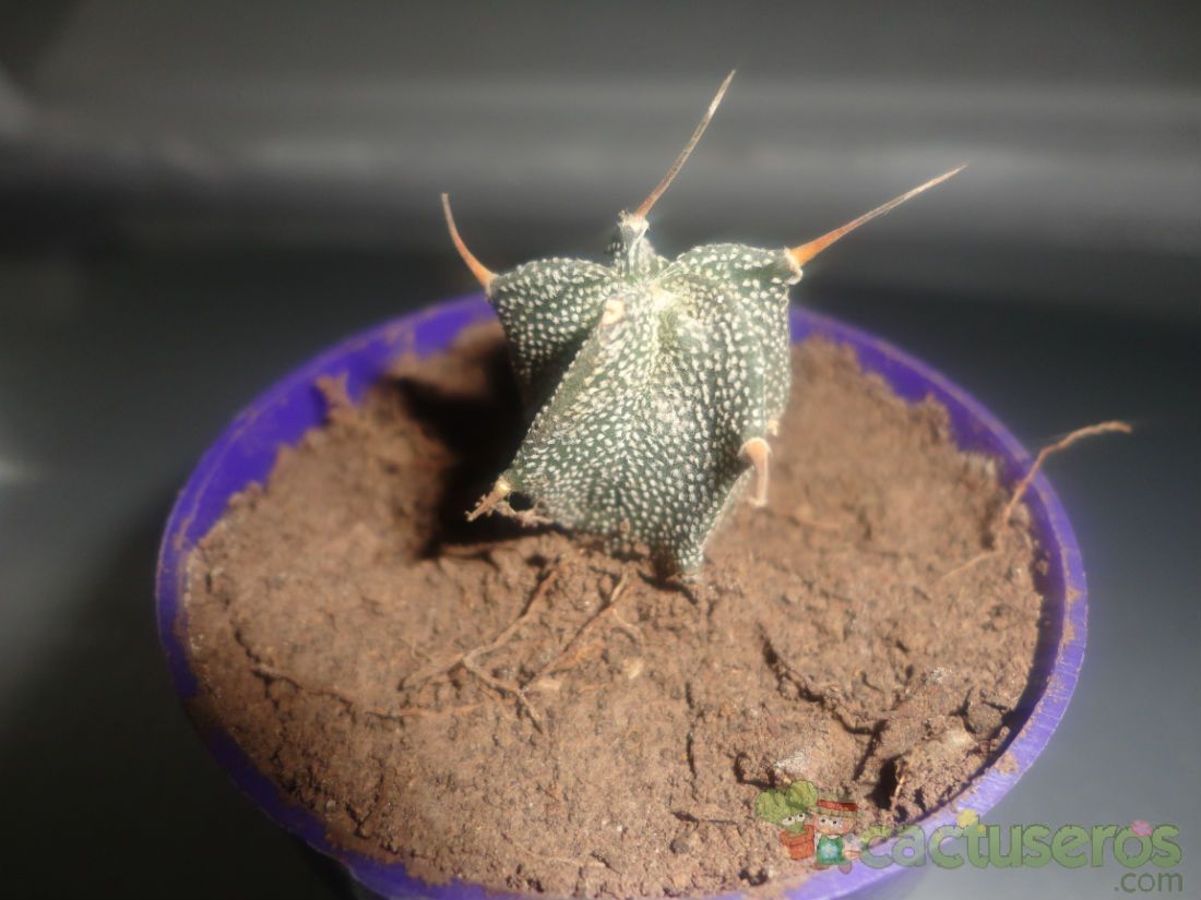 A photo of Astrophytum ornatum