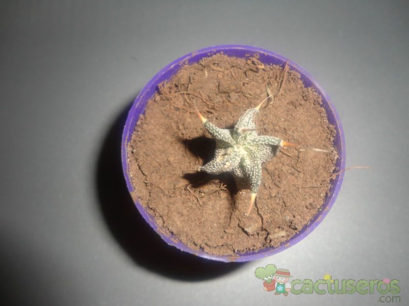 A photo of Astrophytum ornatum