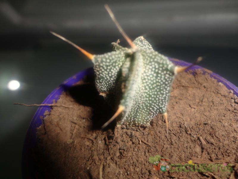 A photo of Astrophytum ornatum