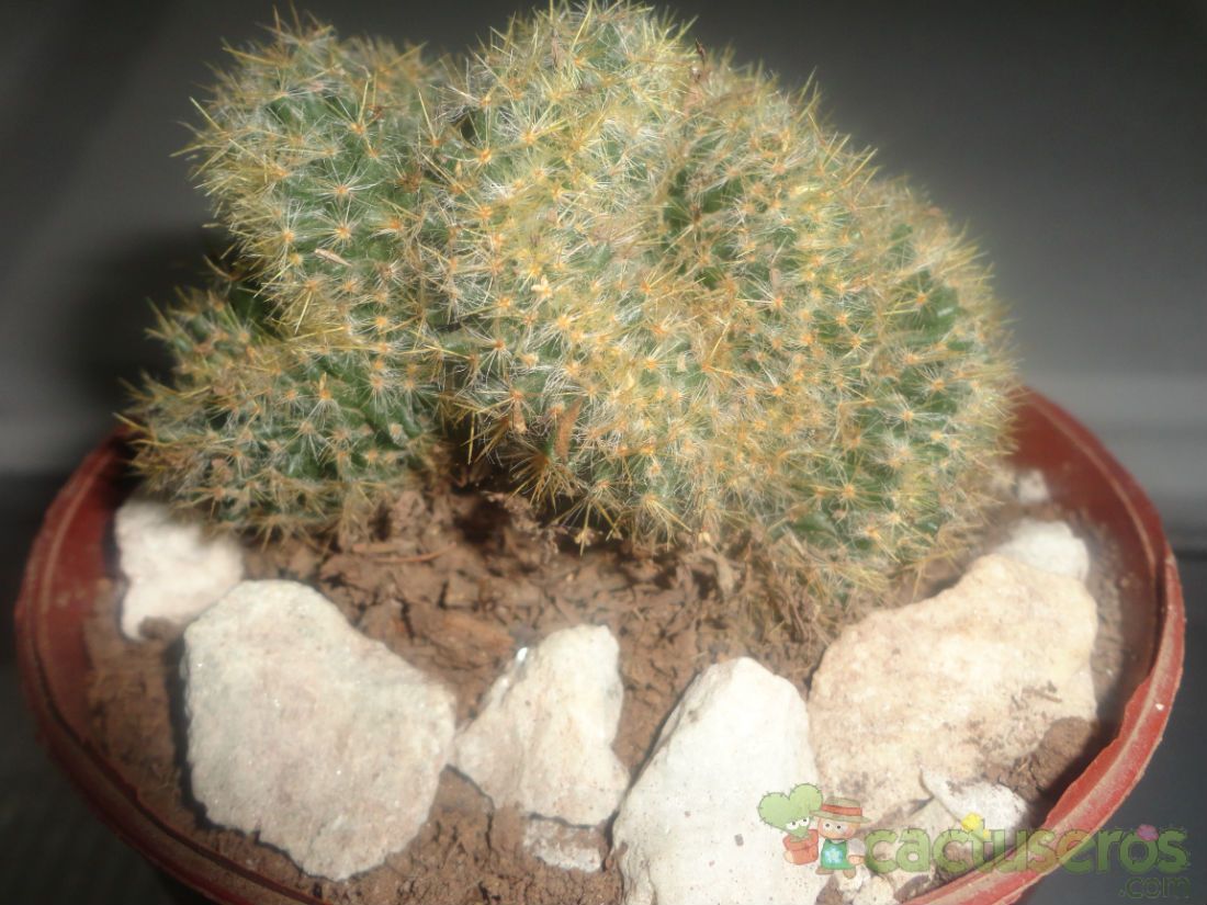Una foto de Mammillaria prolifera fma. crestada