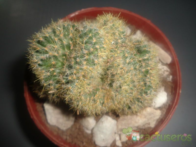 Una foto de Mammillaria prolifera fma. crestada
