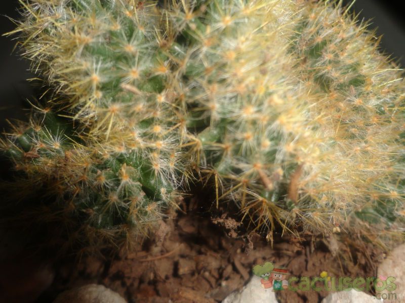 Una foto de Mammillaria prolifera fma. crestada