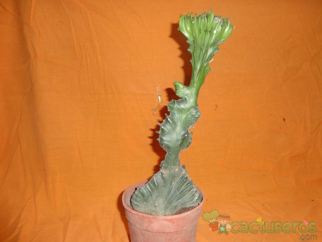 A photo of Euphorbia lactea fma. crestada