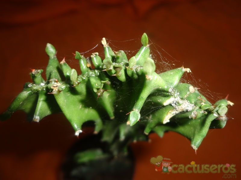 A photo of Euphorbia lactea fma. crestada