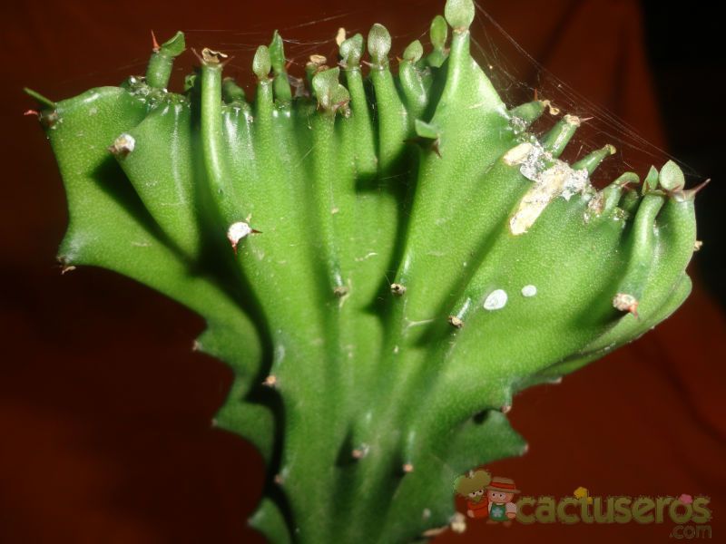A photo of Euphorbia lactea fma. crestada