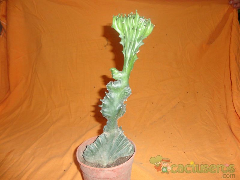 A photo of Euphorbia lactea fma. crestada
