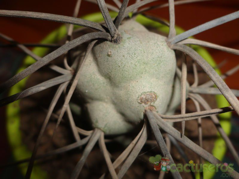 Una foto de Tephrocactus aoracanthus