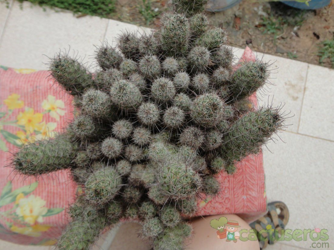 A photo of Mammillaria mazatlanensis ssp. patonii