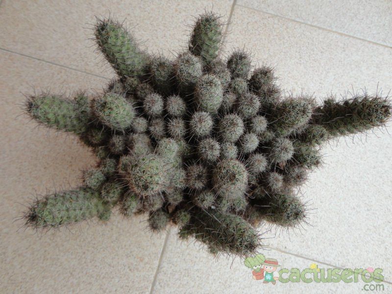 A photo of Mammillaria mazatlanensis ssp. patonii