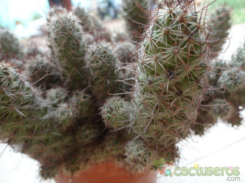 A photo of Mammillaria mazatlanensis ssp. patonii