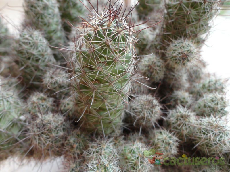 A photo of Mammillaria mazatlanensis ssp. patonii