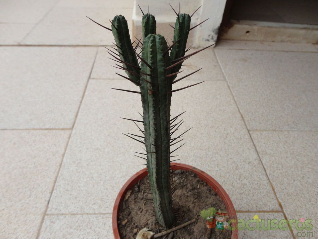 Una foto de Euphorbia enopla