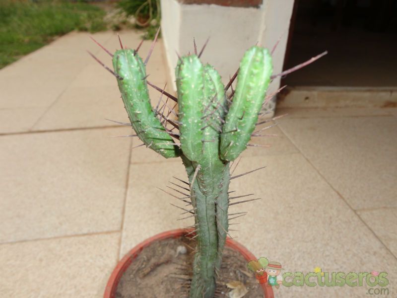 Una foto de Euphorbia enopla