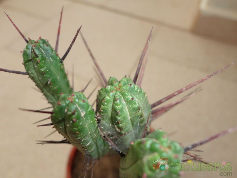 Una foto de Euphorbia enopla