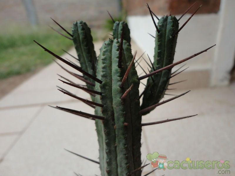 Una foto de Euphorbia enopla