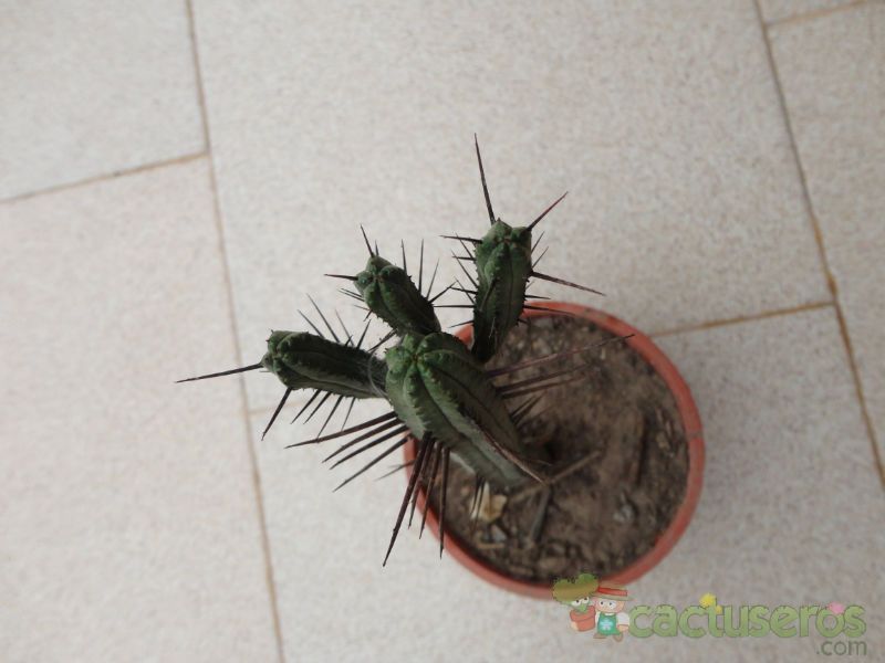 Una foto de Euphorbia enopla