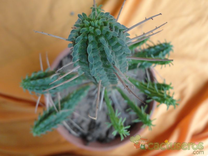Una foto de Euphorbia mammillaris