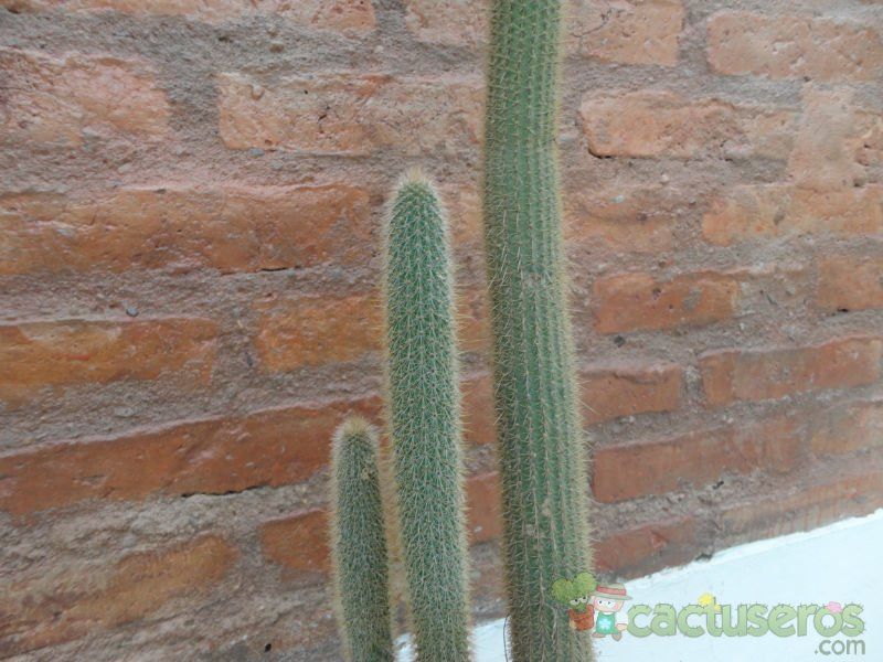 A photo of Cleistocactus candelilla