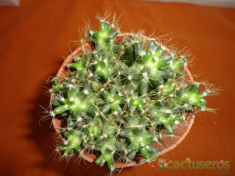A photo of Mammillaria surculosa