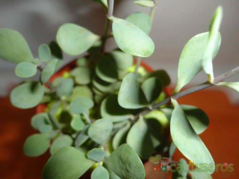 A photo of Kalanchoe rotundifolia