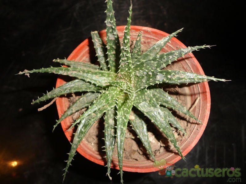 Una foto de Aloe Pepe (Aloe Discoingsii x Aloe Haworthioides)