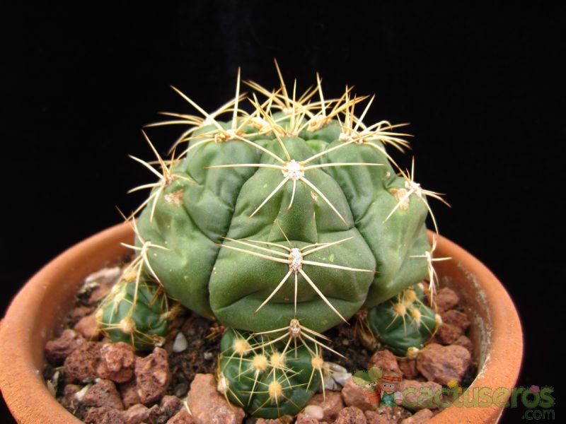 A photo of Gymnocalycium horstii