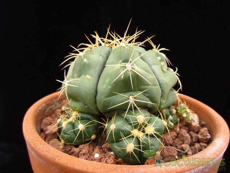 A photo of Gymnocalycium horstii