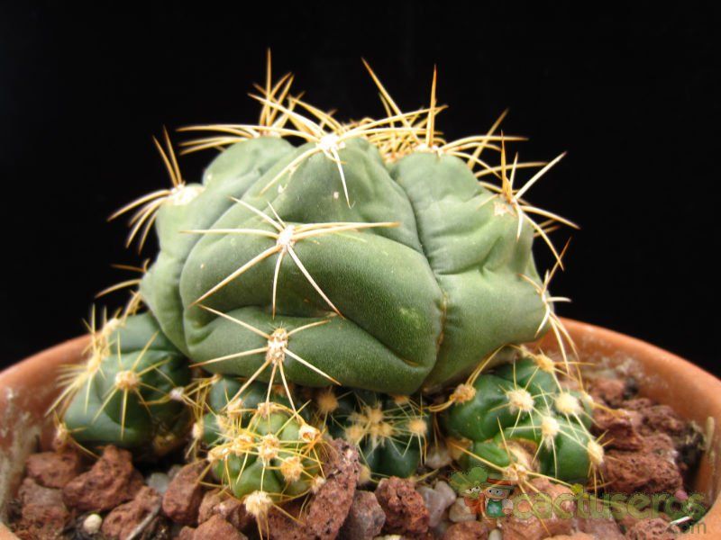 A photo of Gymnocalycium horstii