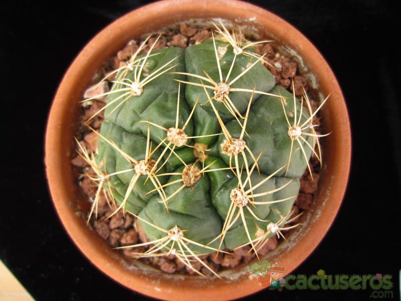 A photo of Gymnocalycium horstii