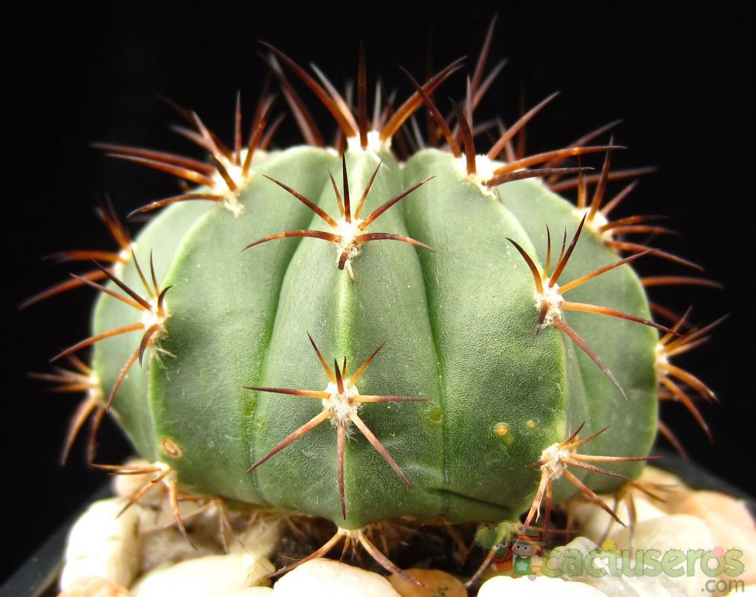 Una foto de Melocactus peruvianus