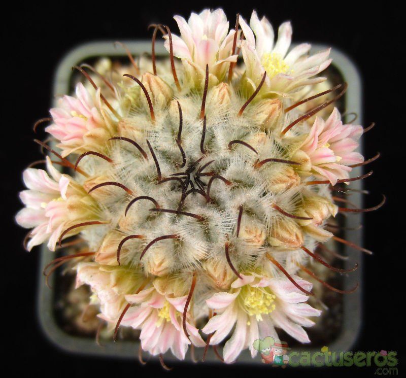 Una foto de Mammillaria bombycina subsp. perezdelarosae