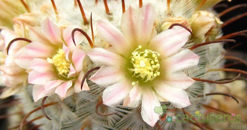 A photo of Mammillaria bombycina subsp. perezdelarosae