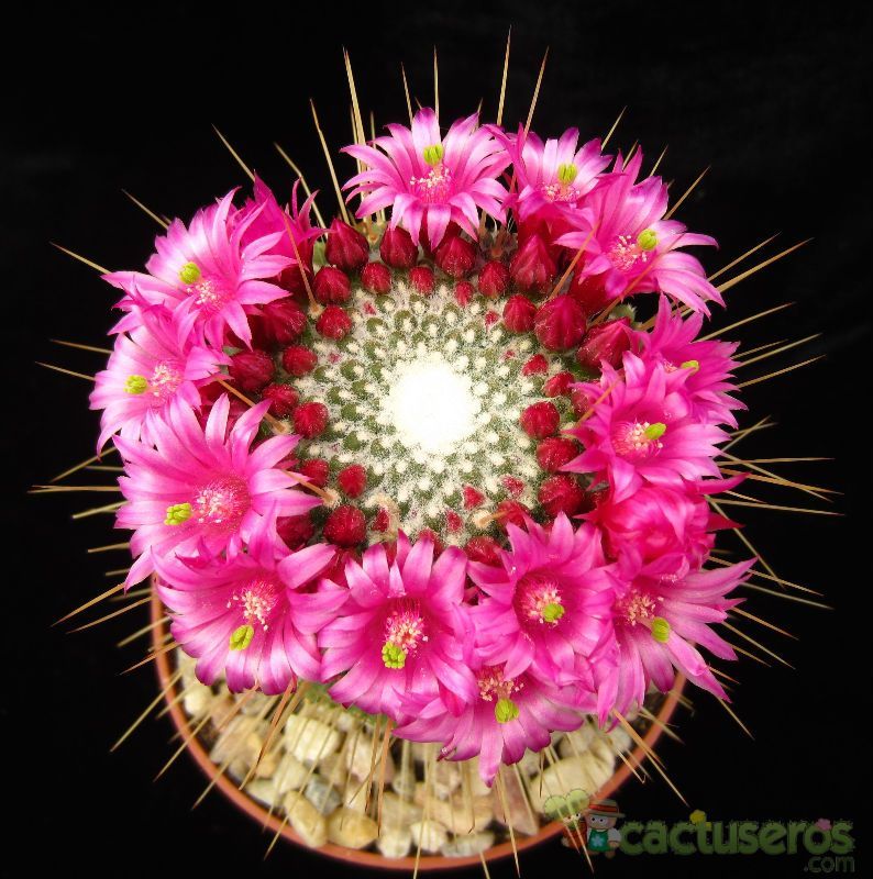 A photo of Mammillaria spinosissima fma. unpico