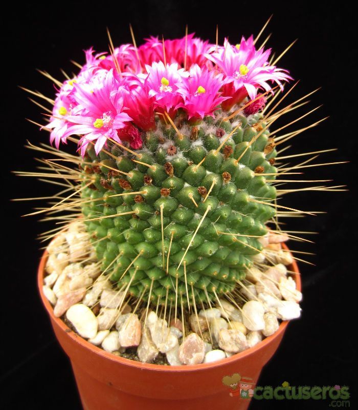 A photo of Mammillaria spinosissima fma. unpico